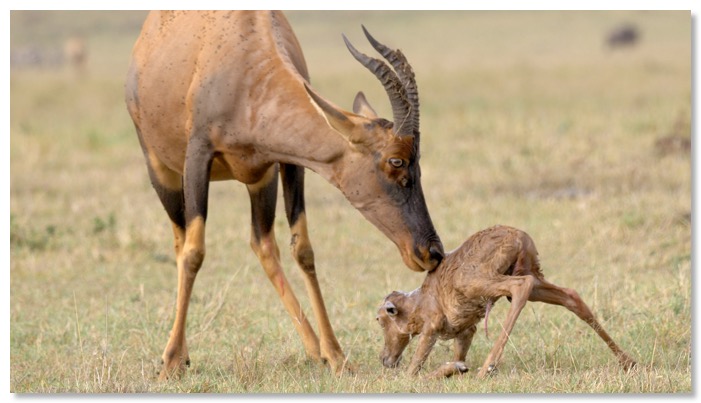 Film 1 mere et petit topi copie