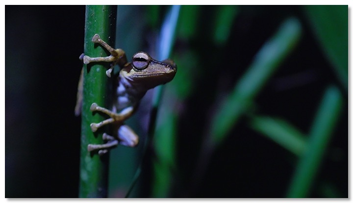 grenouille bis